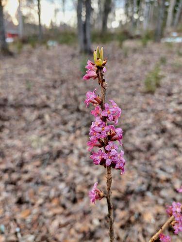 Tidiga blommor 2 maj 2023
