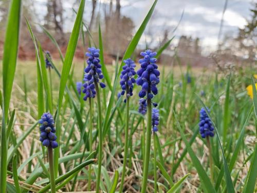 (4)Pärlhyacinter 13 maj 2023