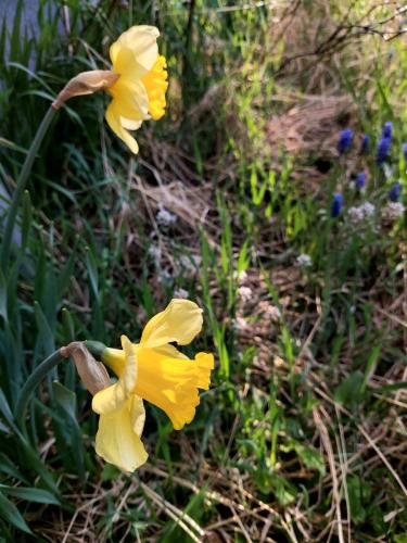 (3) Narcisser 14 maj 2023