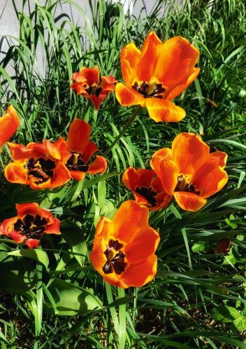 Utblommande tulpaner 22 maj 2023