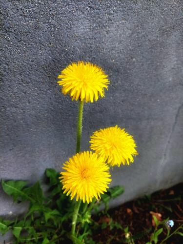 Hägg, midsommarblomster och maskros 22 maj 2023