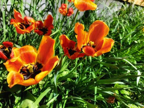 Utblommande tulpaner 23 maj 2023