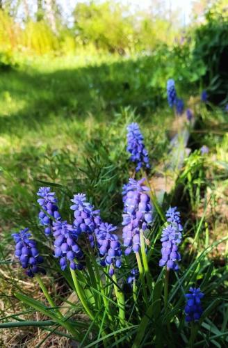 Pärlhyacinter, midsommarblomster, gullviva, förgätmigej 29 maj 2023